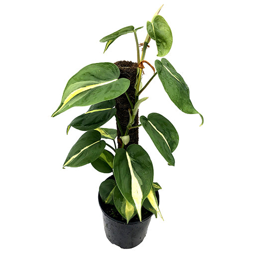 Philodendron Hederaceum Brasil 200mm Totem