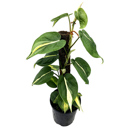 Philodendron Hederaceum Brasil 200mm Totem