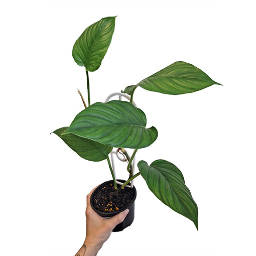 Philodendron Ernestii 100mm