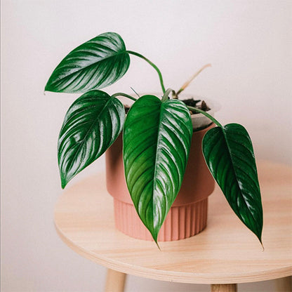 Philodendron Ernestii 100mm