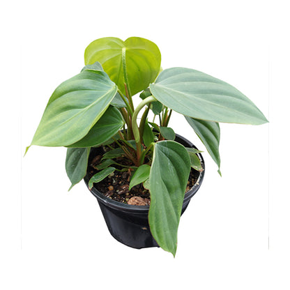 Philodendron Nangaritense Fuzzy Petiole 120mm