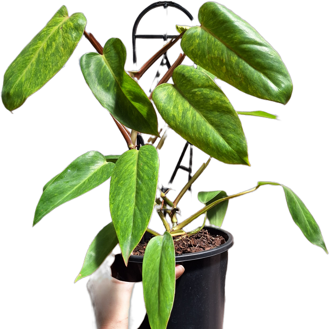 Philodendron Painted Lady 180mm