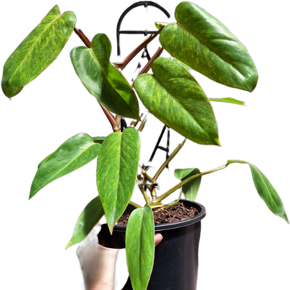 Philodendron Painted Lady 180mm