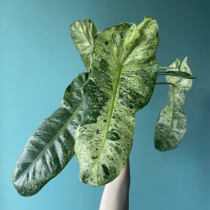 Philodendron Paraiso Verde 140mm