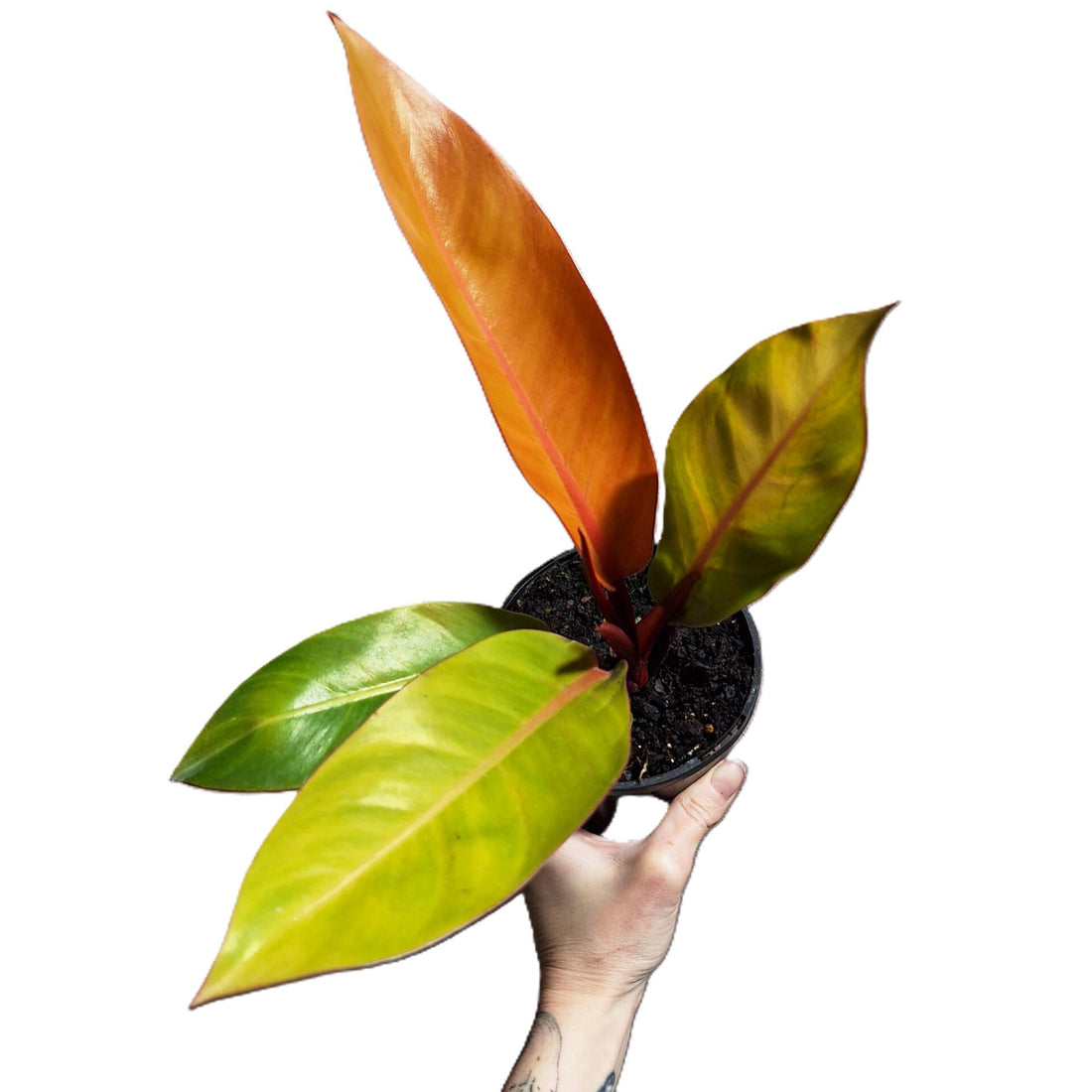 Philodendron Prince of Orange 70mm