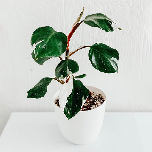 Philodendron White Knight 120mm