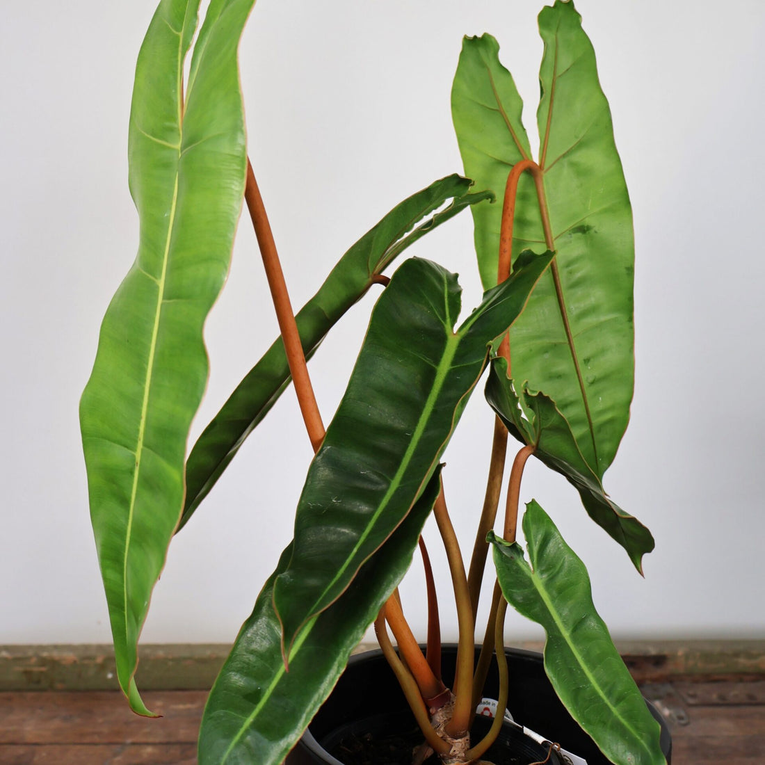 Philodendron Billietiae 120mm