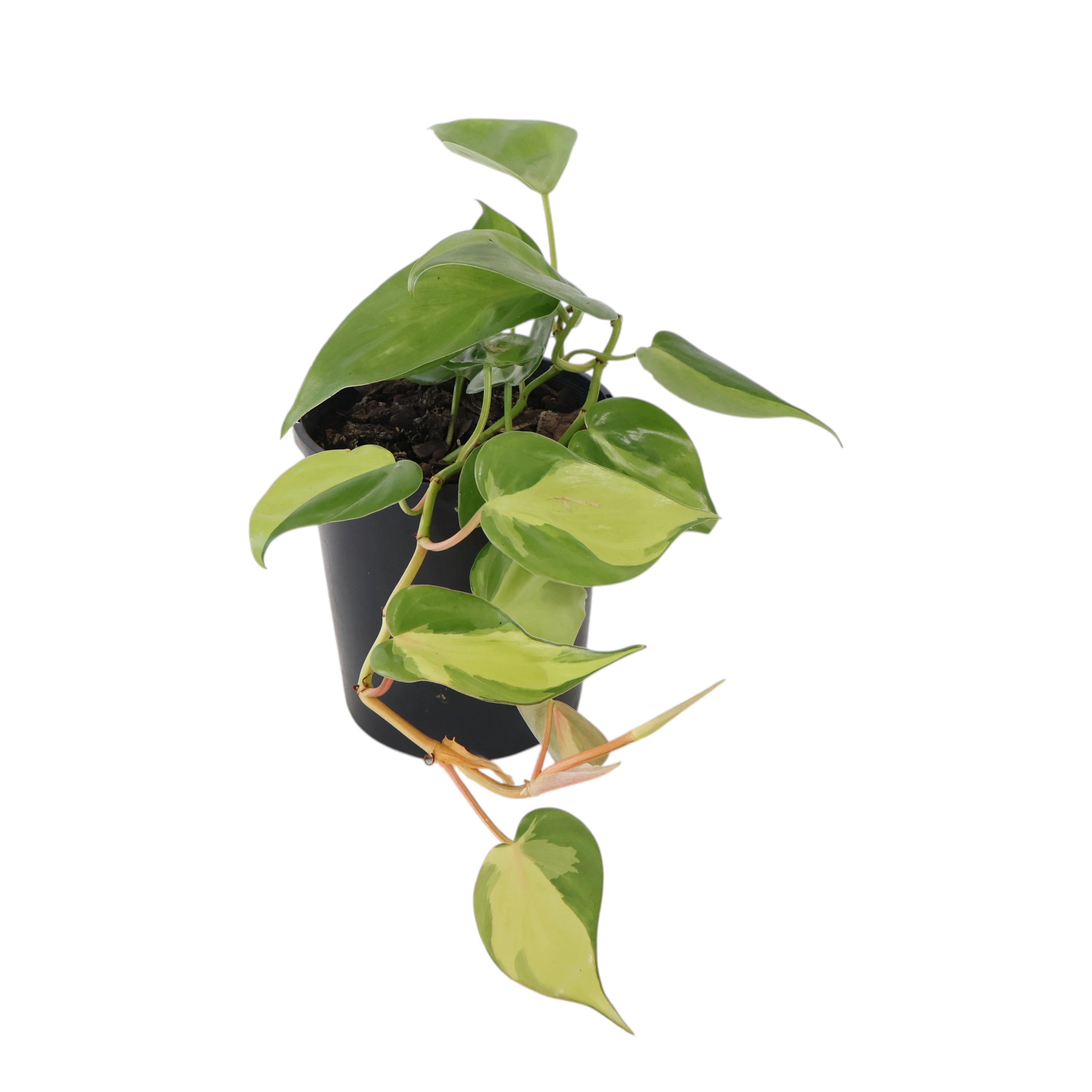Philodendron Brasil 125mm