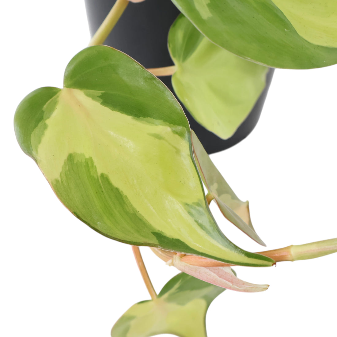 Philodendron Brasil 125mm