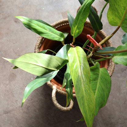 Philodendron Erubescens Autumn Queen 180mm