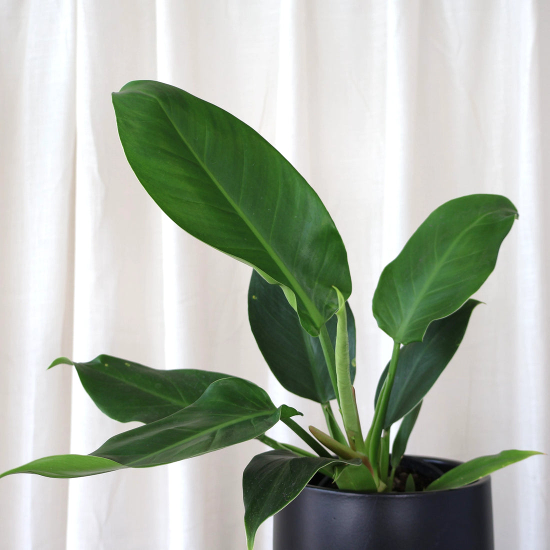 Philodendron Erubescens ‘Imperial Green’ 125mm