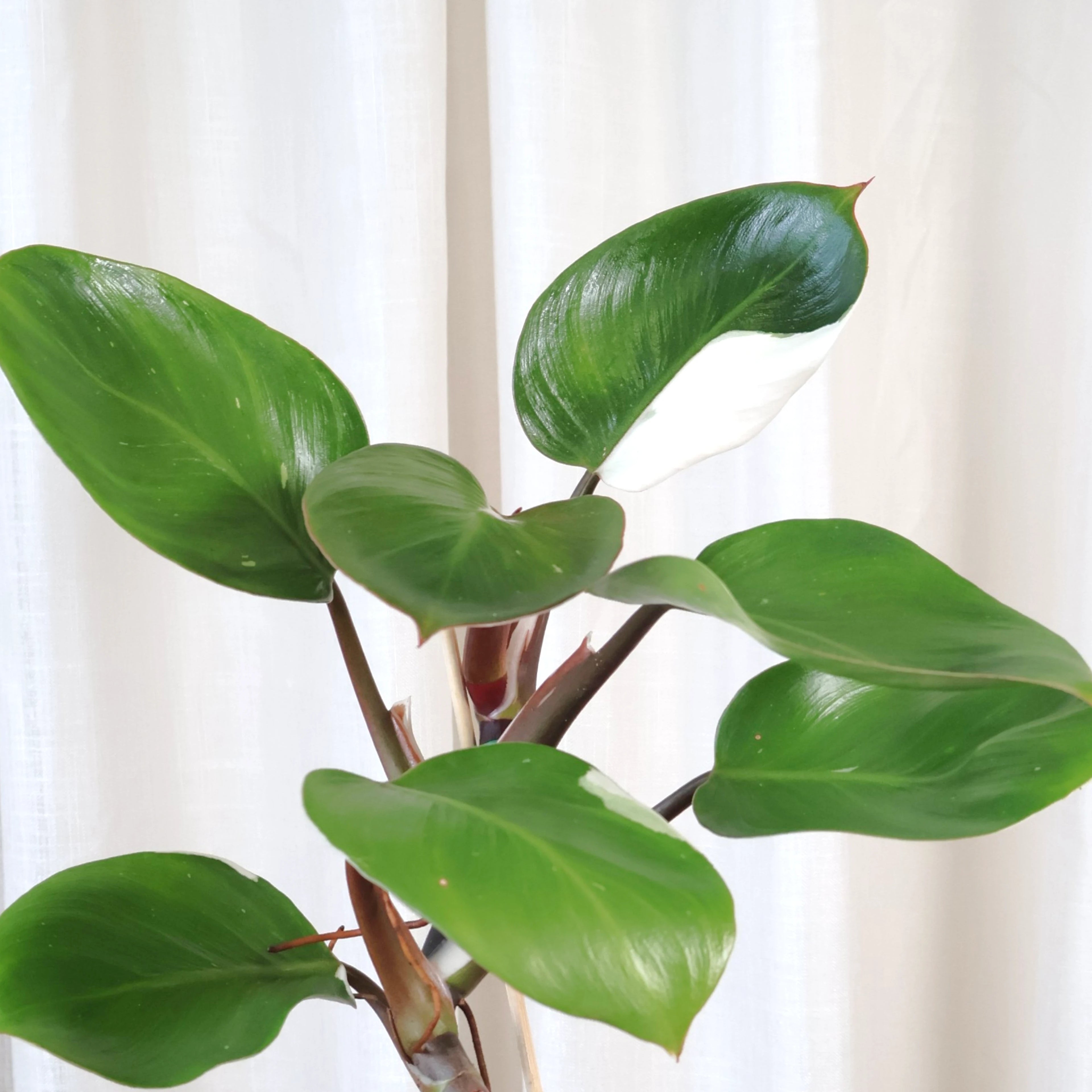 Philodendron White Knight 120mm