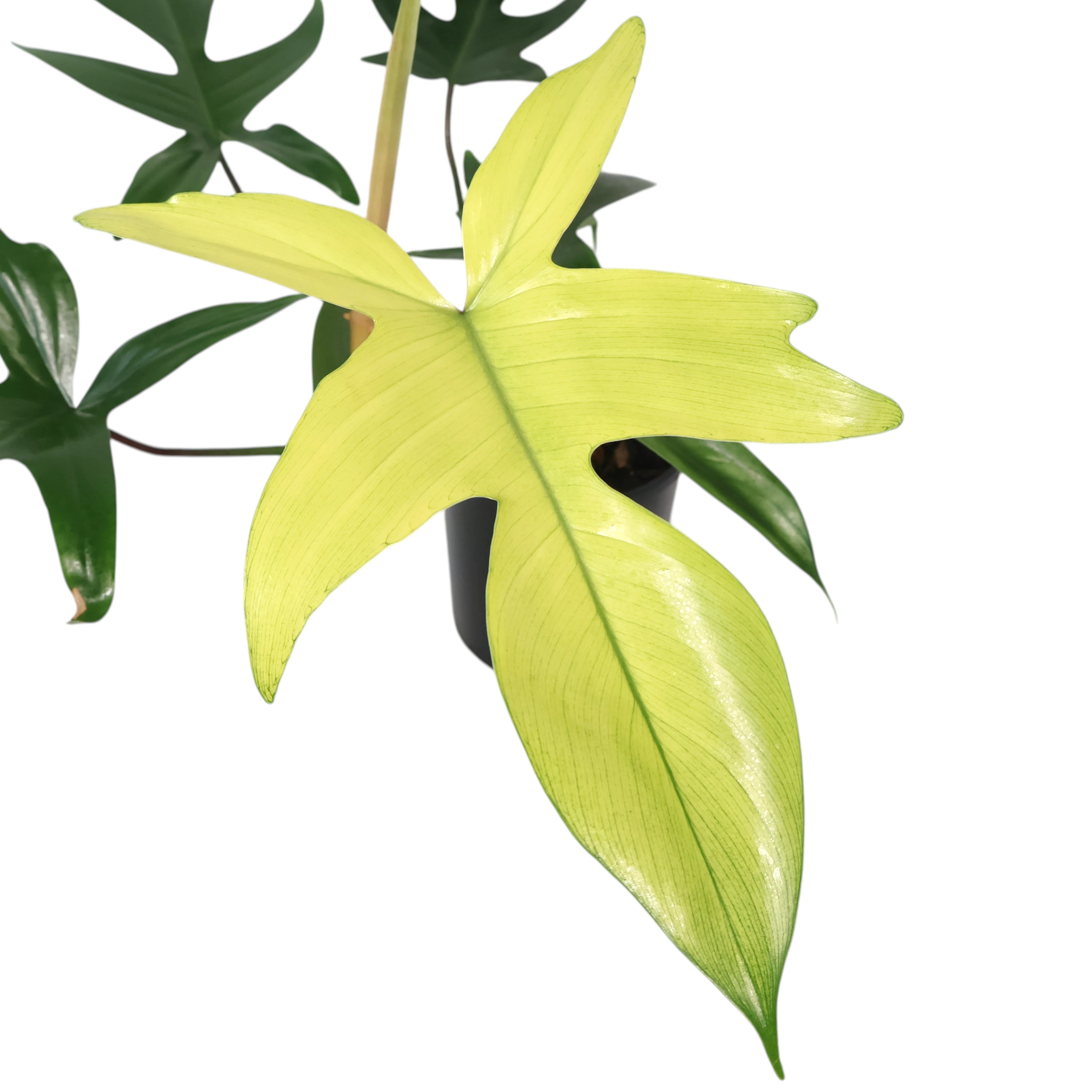 Philodendron Florida Ghost 125mm