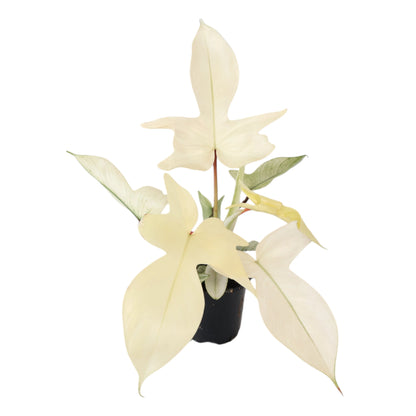 Philodendron Florida Ghost 90mm
