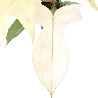 Philodendron Florida Ghost 90mm