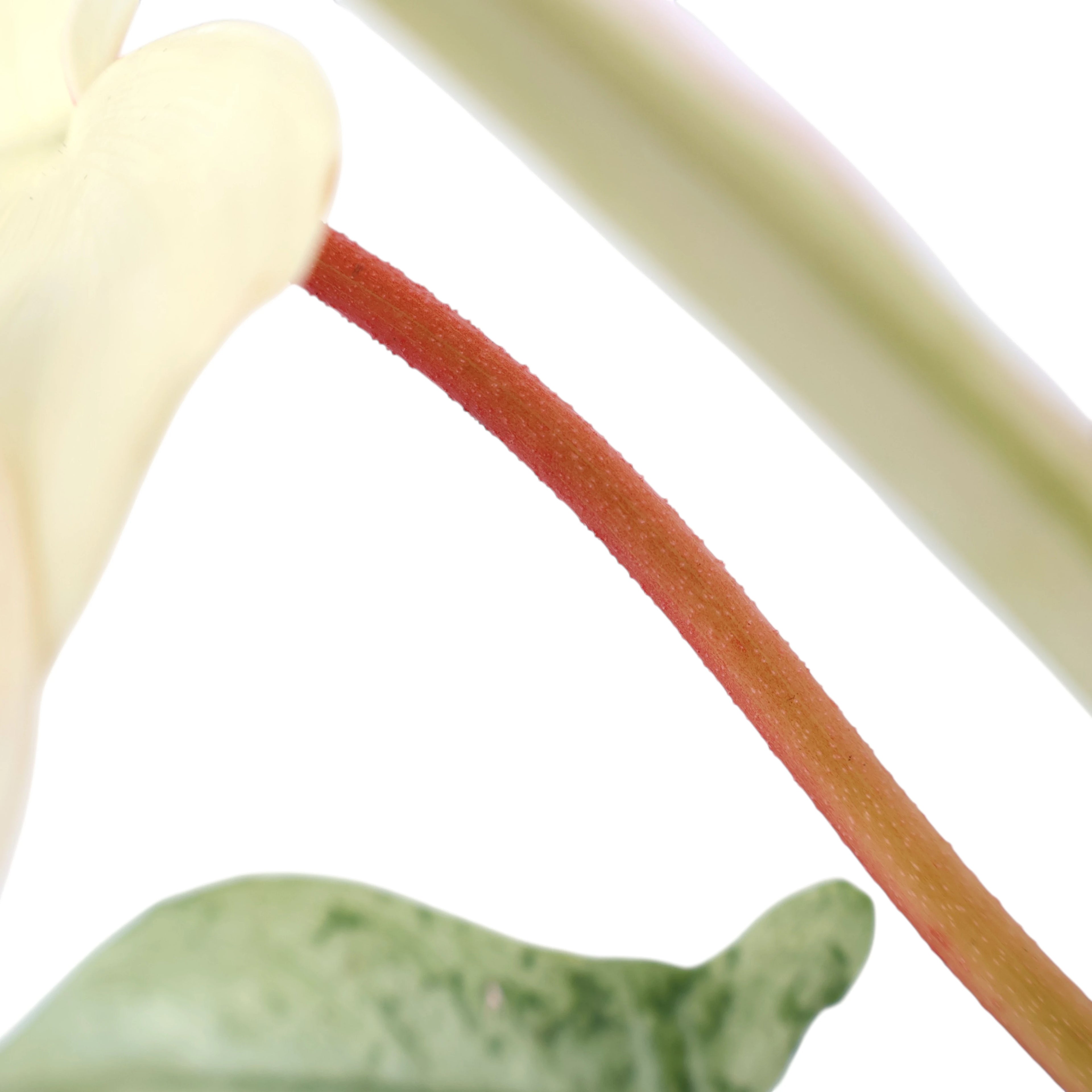 Philodendron Florida Ghost 90mm