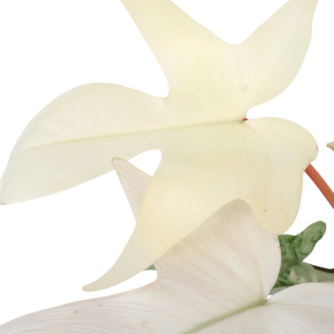 Philodendron Florida Ghost 90mm