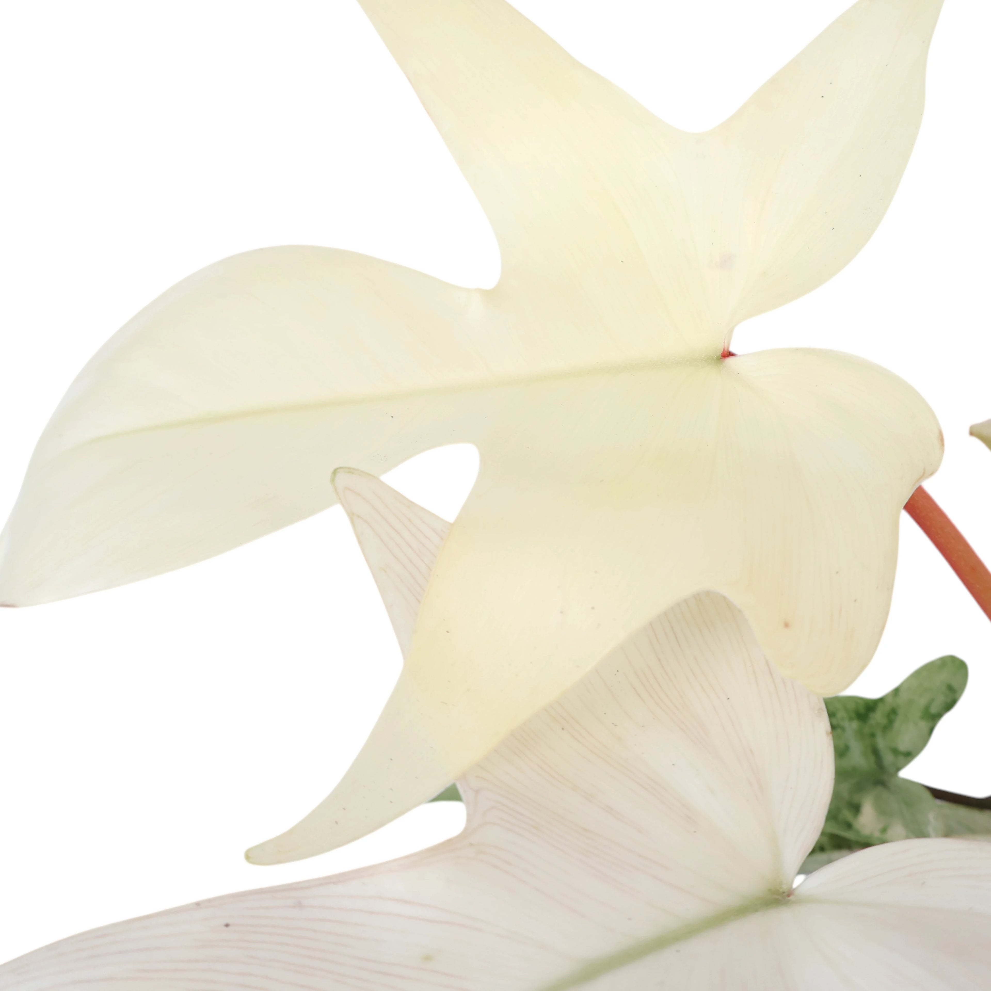 Philodendron Florida Ghost 90mm