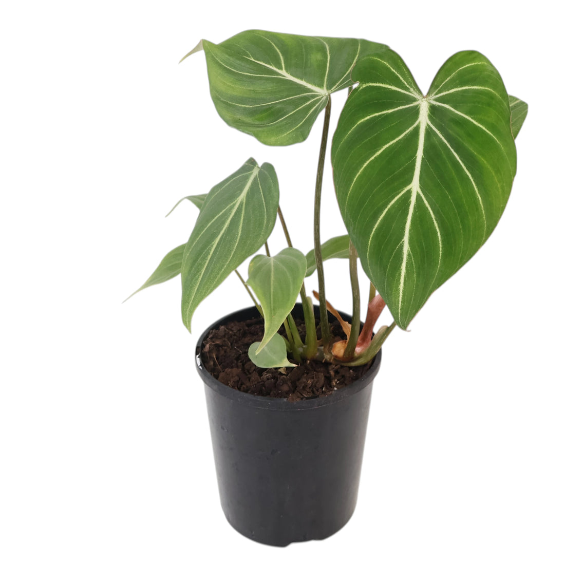 Philodendron Gloriosum 125mm