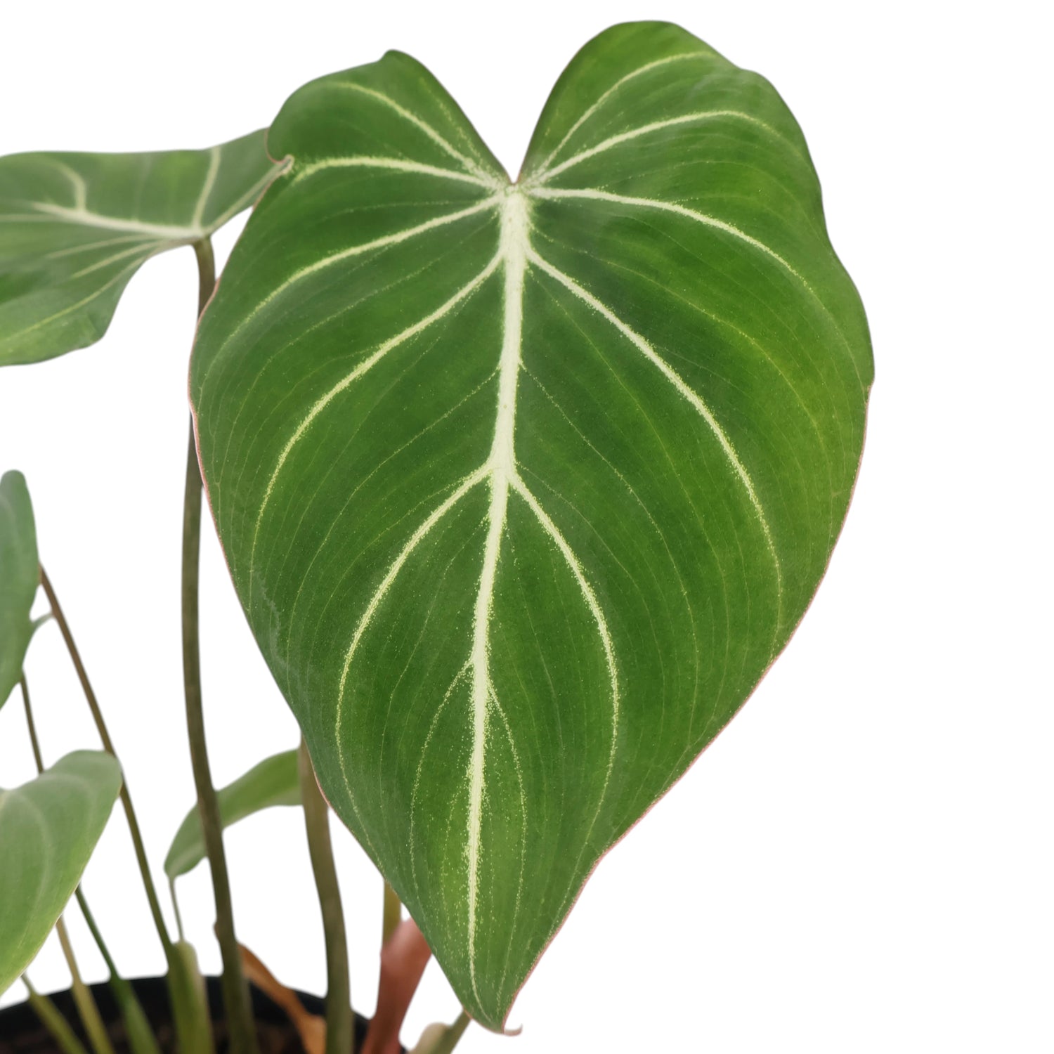 Philodendron Gloriosum 125mm