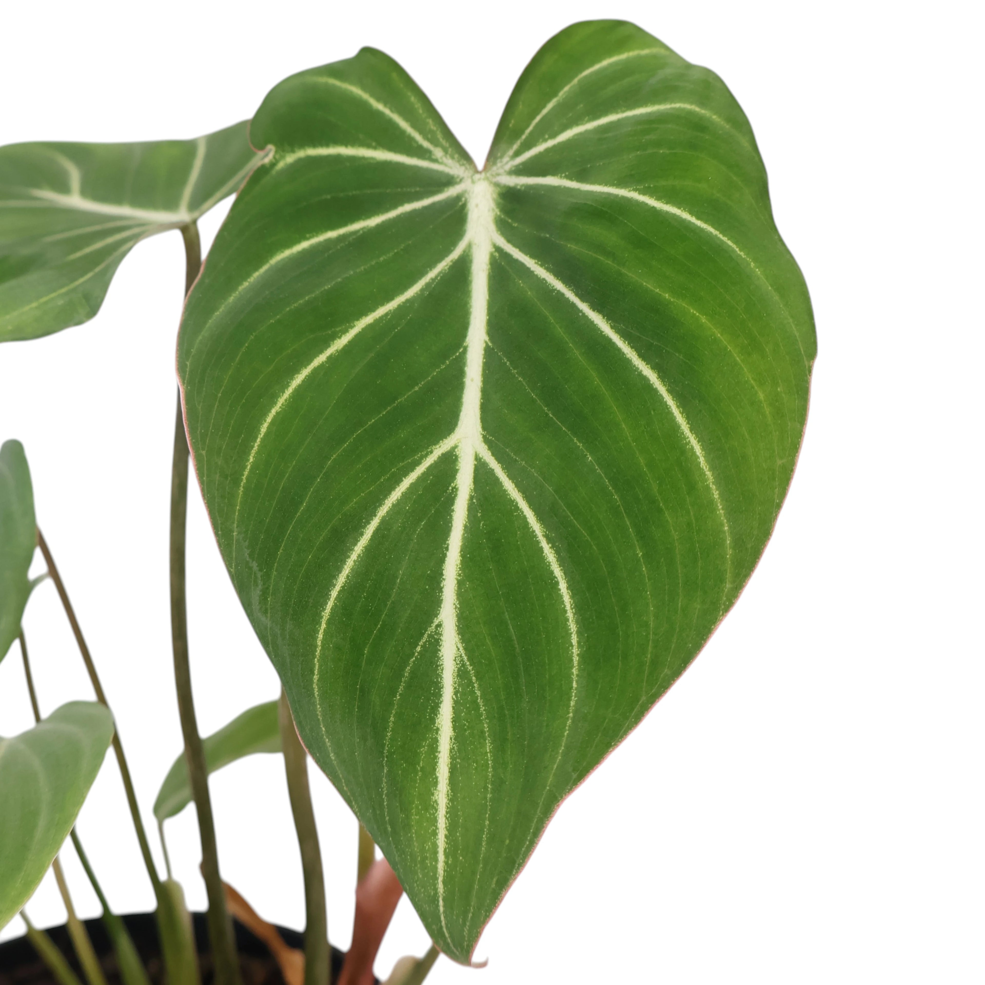 Philodendron Gloriosum 125mm