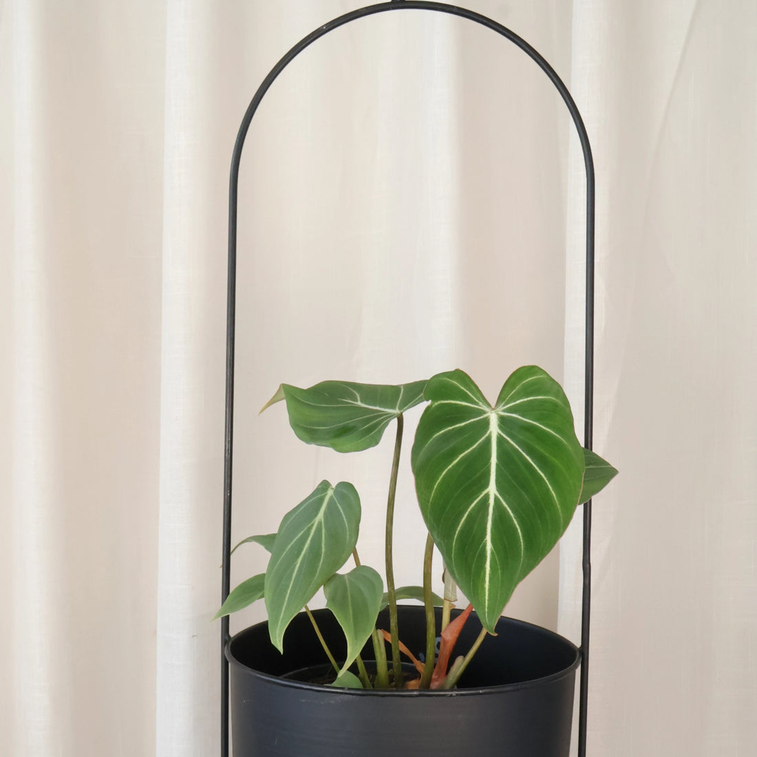 Philodendron Gloriosum 125mm