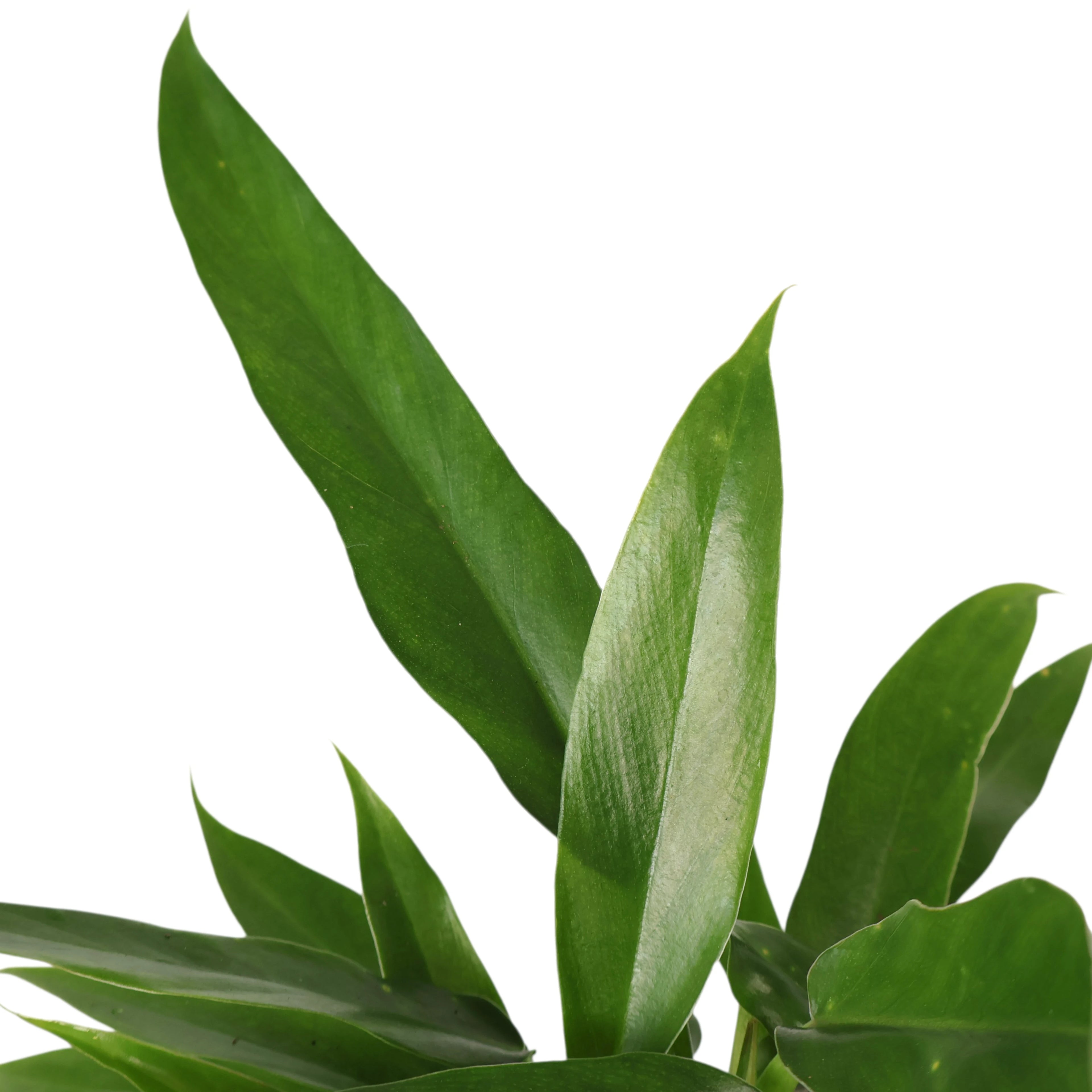 Philodendron Heather May 120mm
