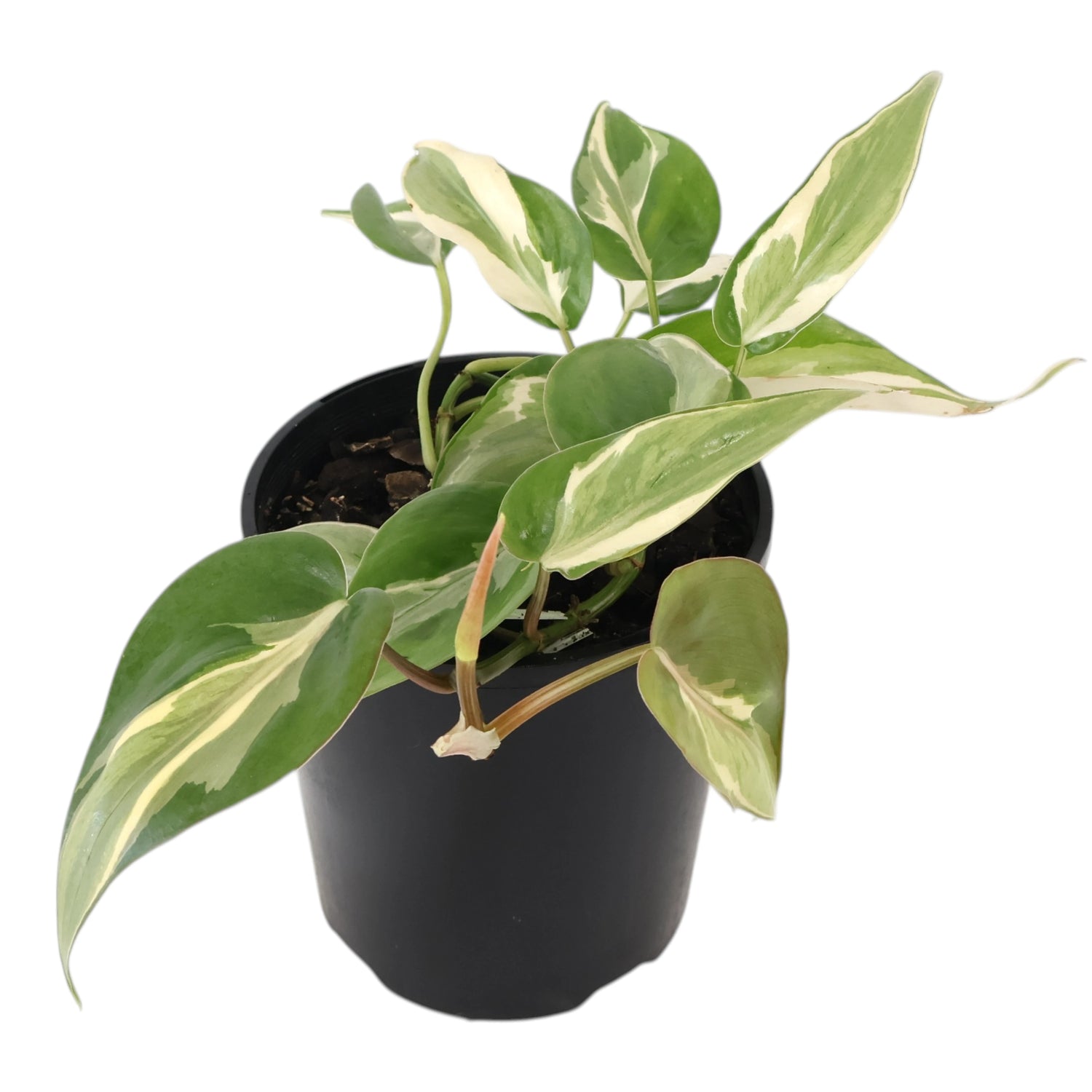 Philodendron Hederaceum Rio 125mm