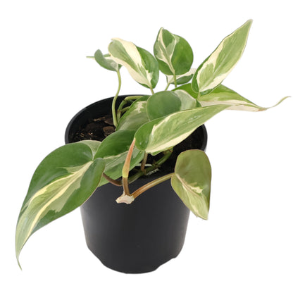 Philodendron Hederaceum Rio 125mm
