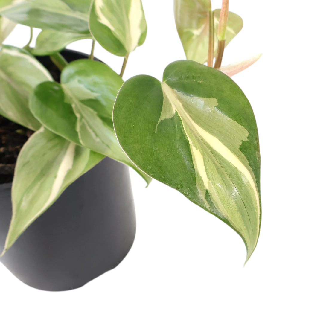 Philodendron Hederaceum Rio 125mm