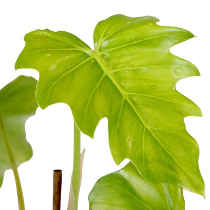 Philodendron Lacerum 120mm