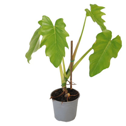 Philodendron Lacerum 120mm
