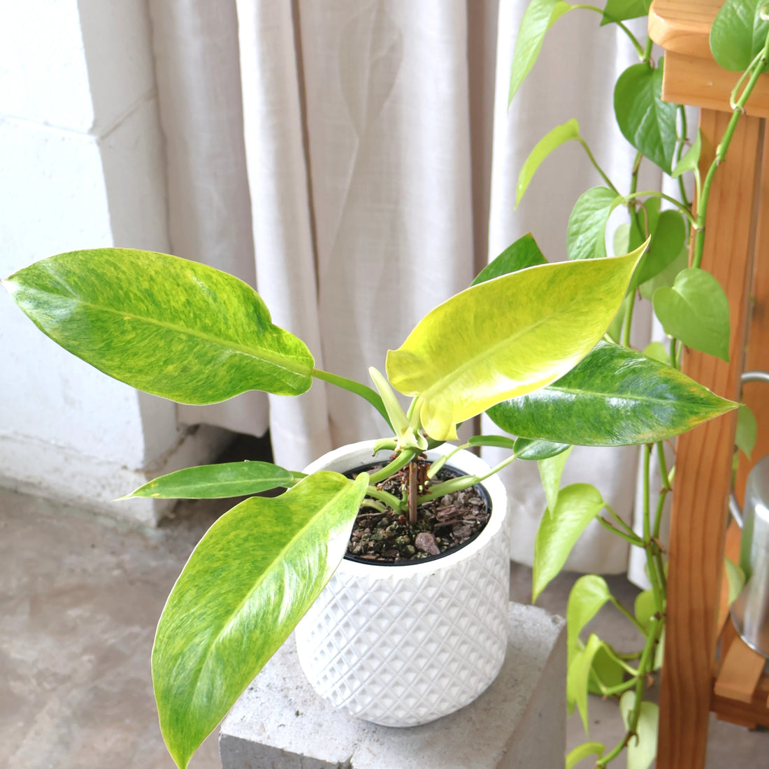 Philodendron Lemon Twist 125mm