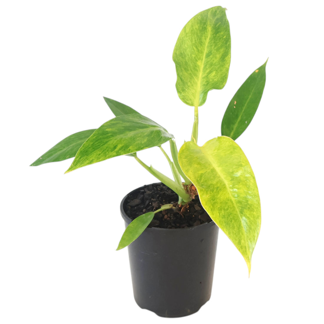 Philodendron Lemon Twist 125mm
