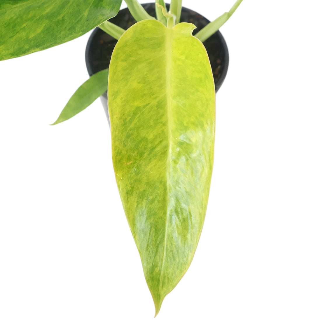 Philodendron Lemon Twist 125mm