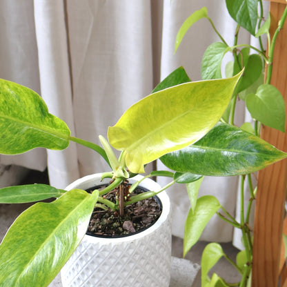Philodendron Lemon Twist 125mm