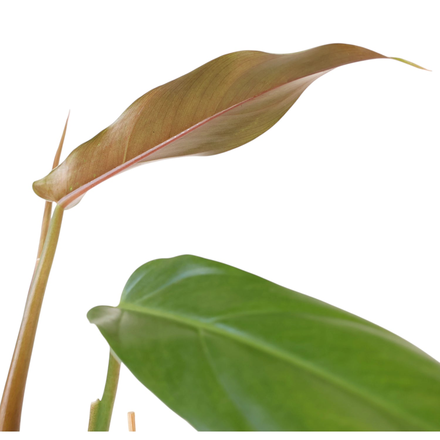 Philodendron Mexicanum 120mm
