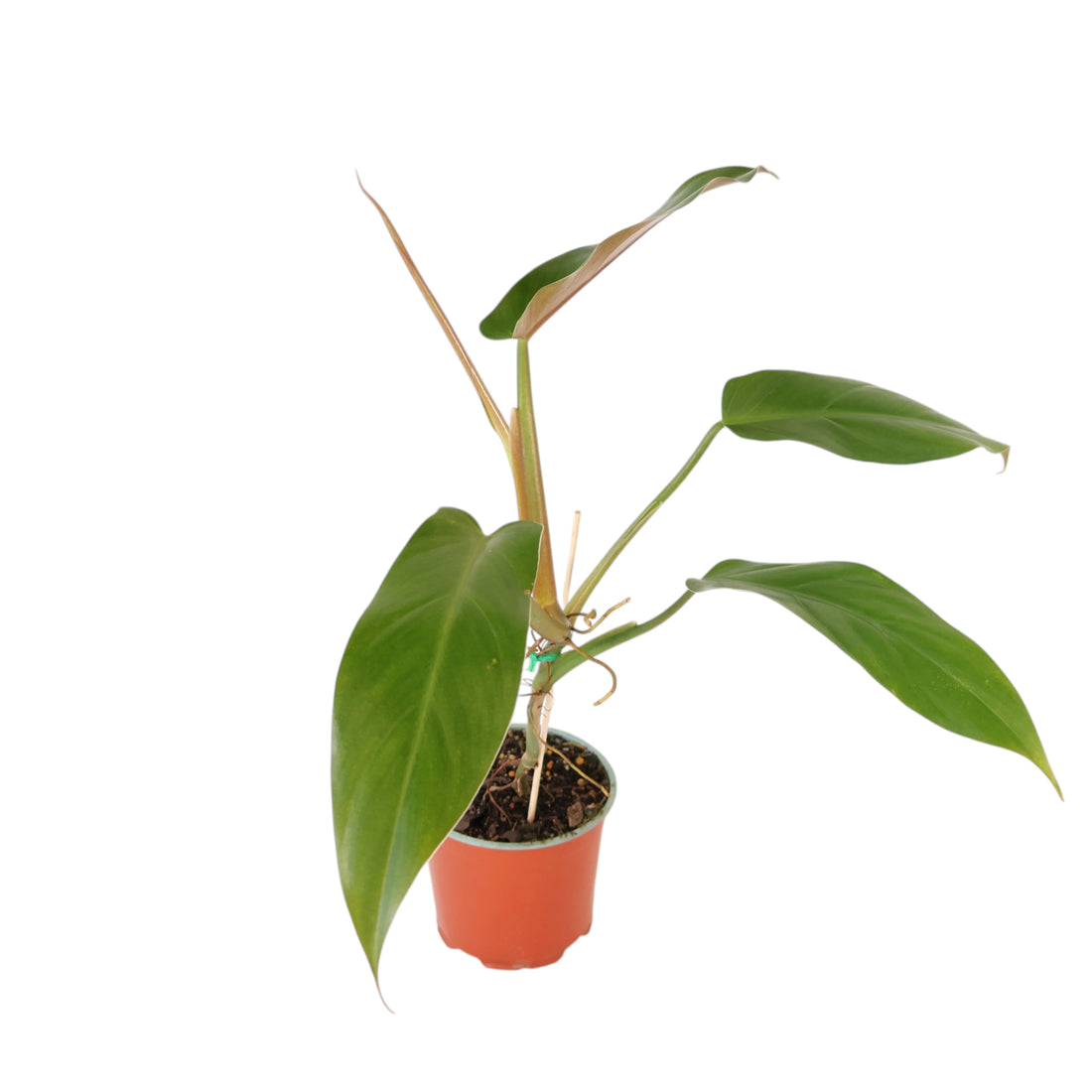 Philodendron Mexicanum 120mm