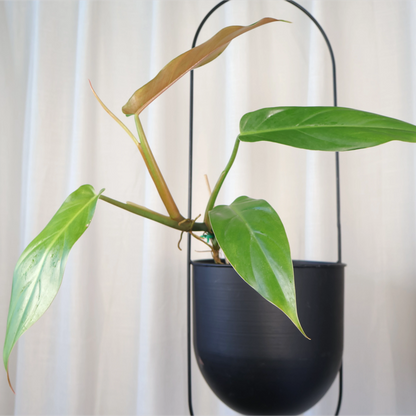 Philodendron Mexicanum 120mm