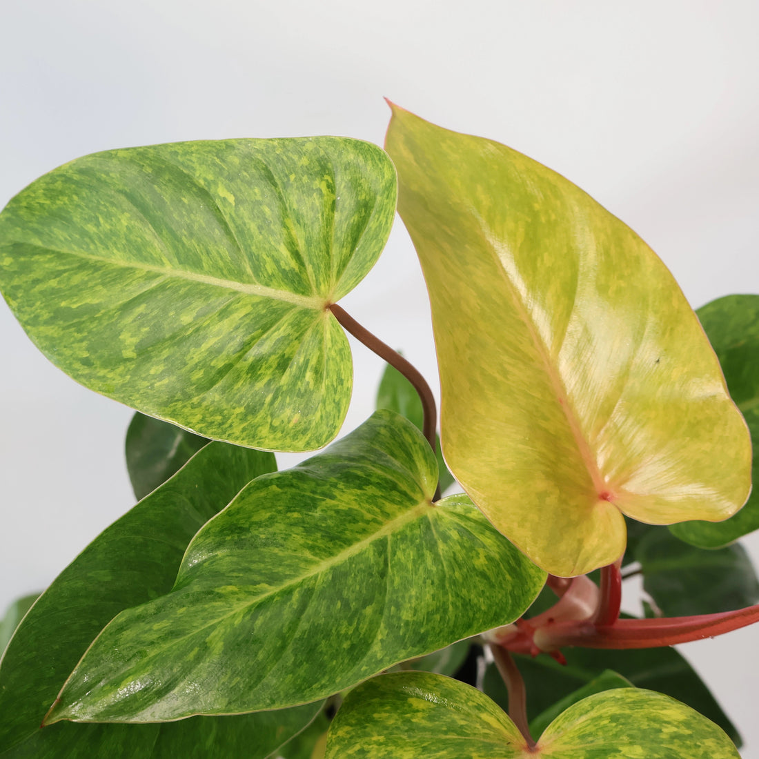 Philodendron Painted Lady 180mm