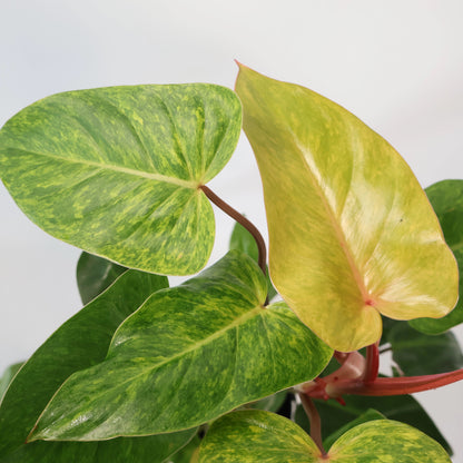 Philodendron Painted Lady 180mm