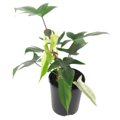 Philodendron Florida Ghost 125mm