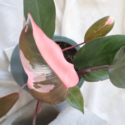 Philodendron Pink Princess 120mm