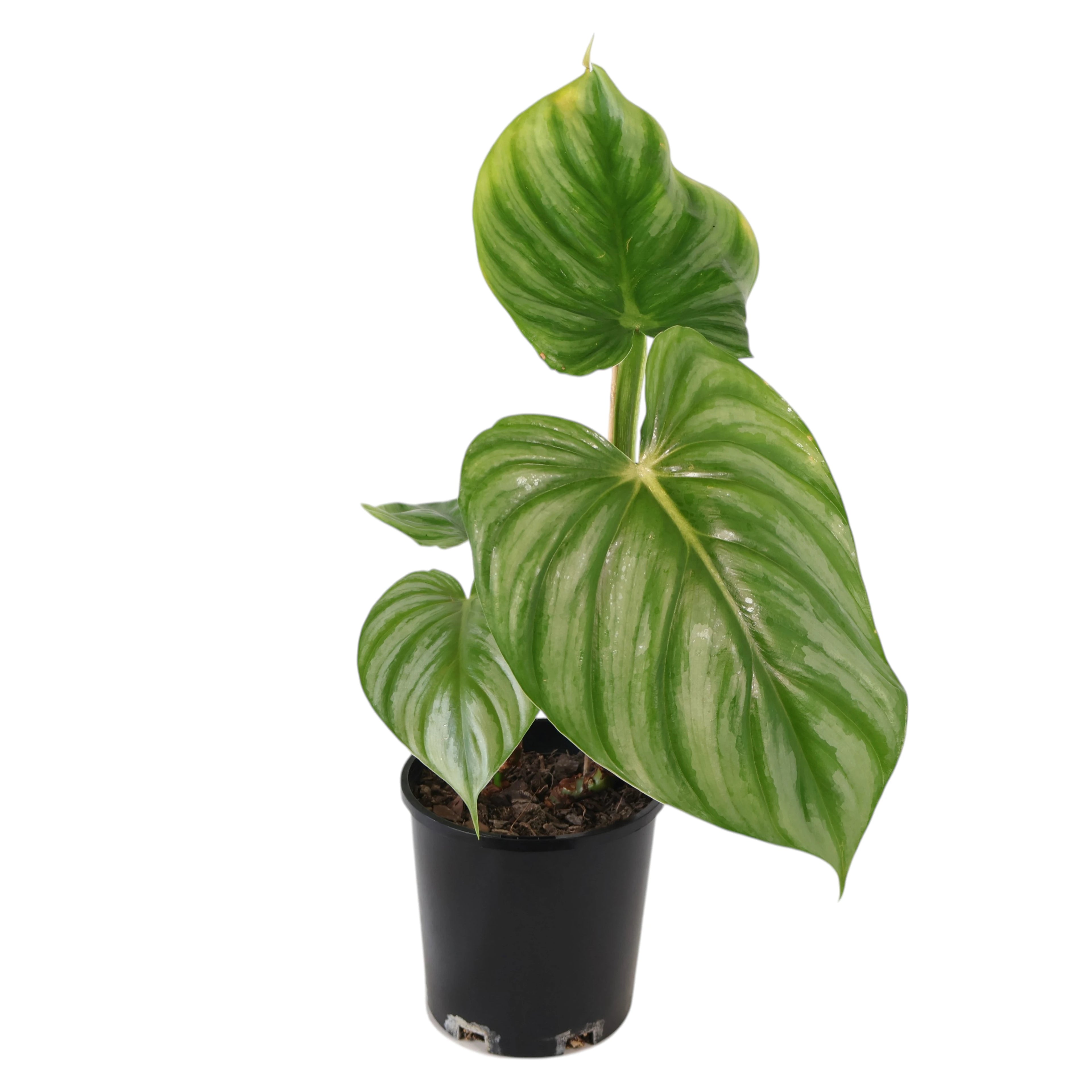 Philodendron Plowmanii 140mm