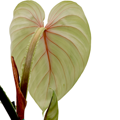 Philodendron Plowmanii 140mm