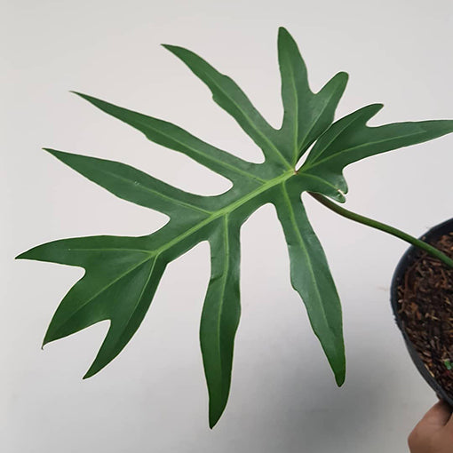 Philodendron Radiatum 120mm
