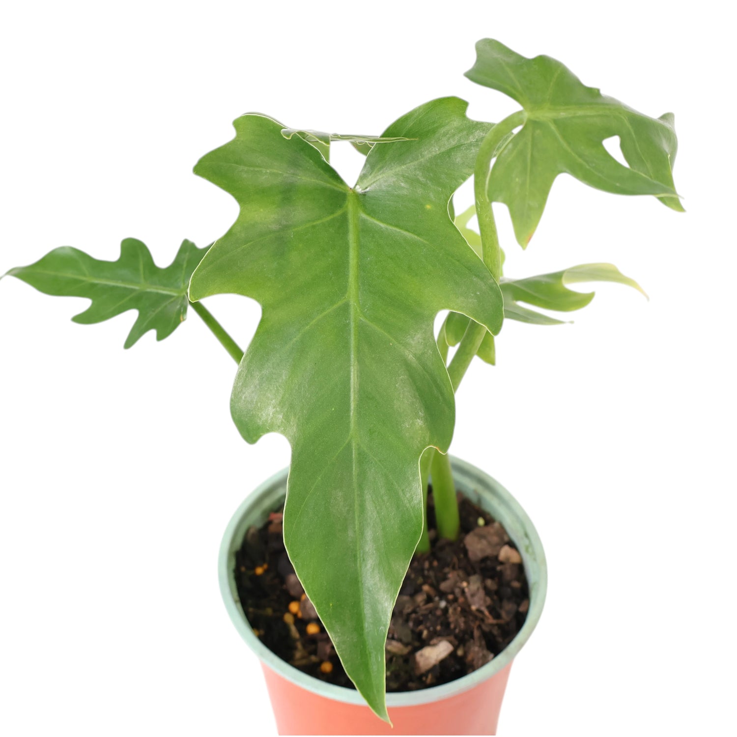 Philodendron Radiatum 120mm