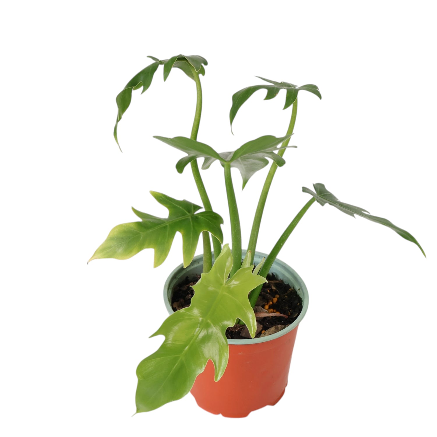 Philodendron Radiatum 120mm