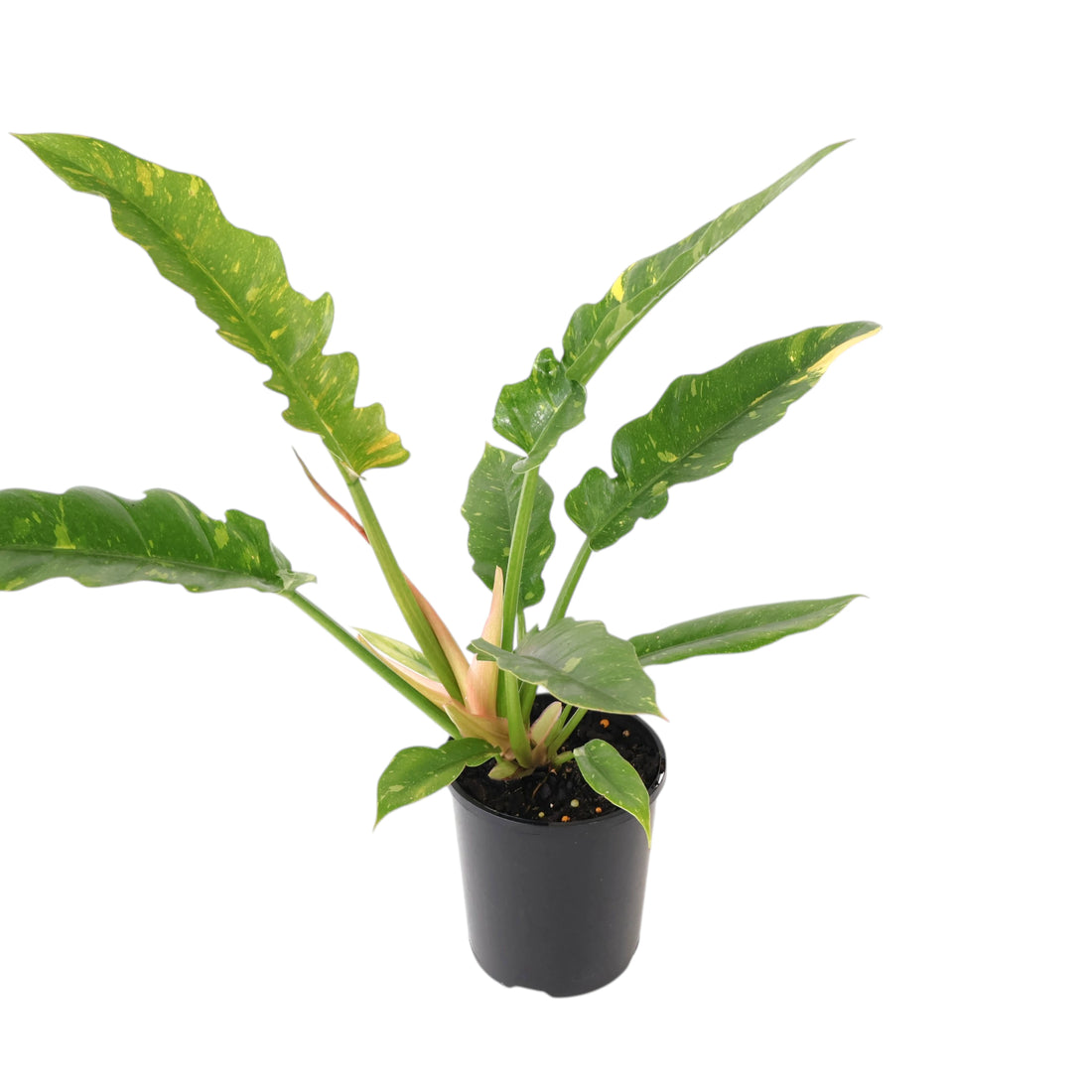 Philodendron Ring Of Fire 125mm
