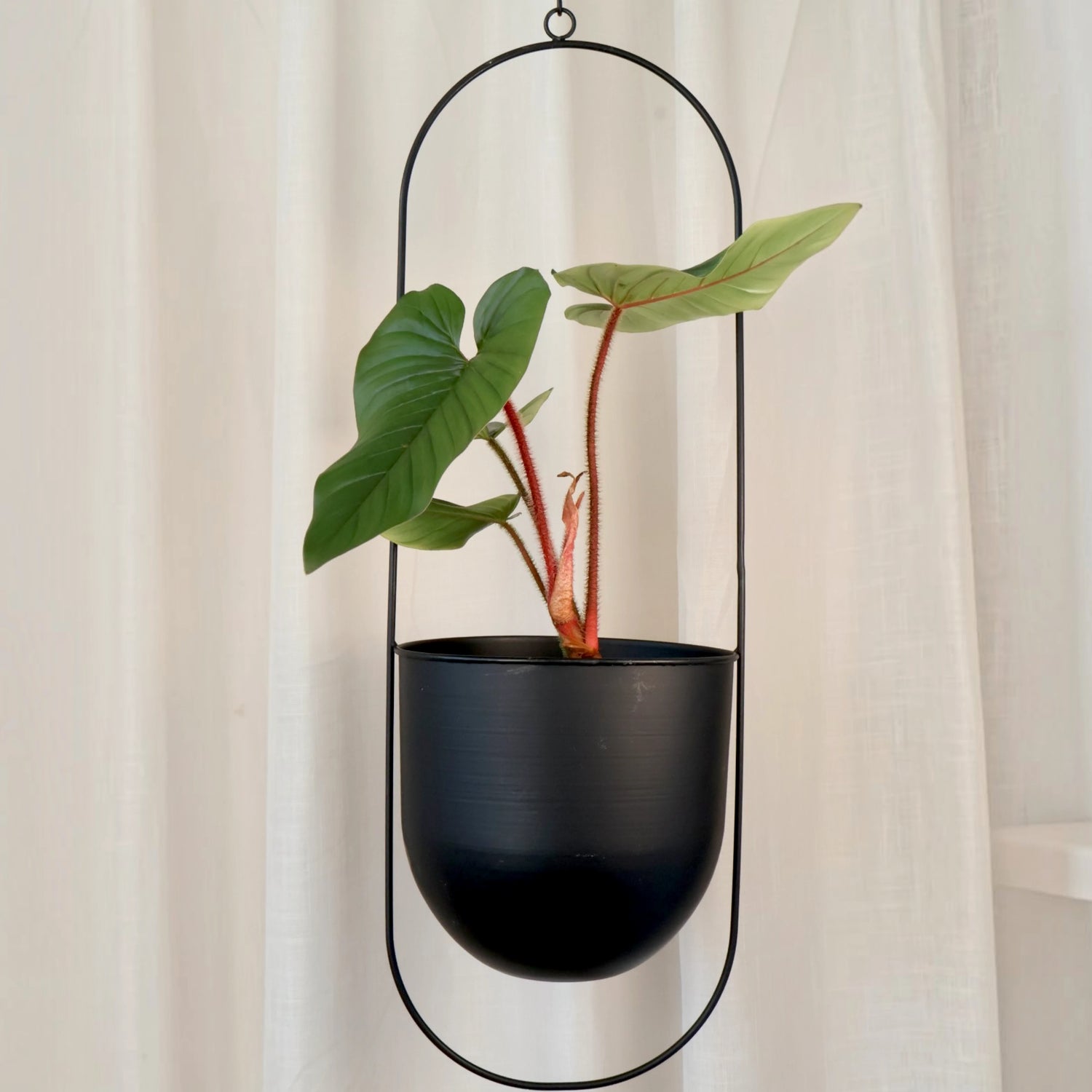 Philodendron squamicaule Serpens 125mm